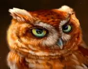 owl